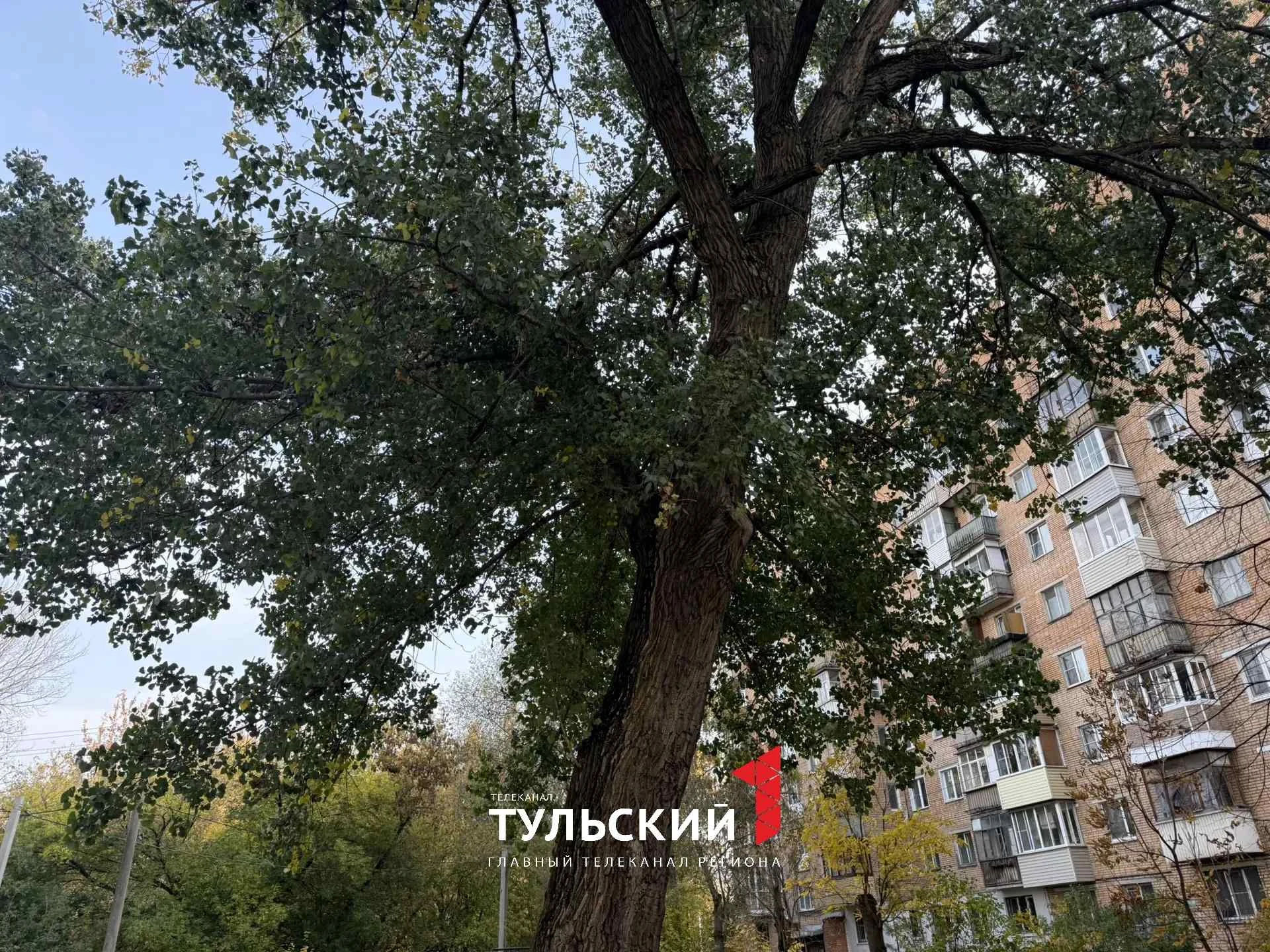 🌳 В Туле биолог развеяла миф о 300-летнем дереве на улице Сойфера