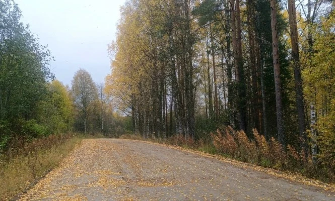 🚧 Бастрыкин взял на контроль разбитую дорогу в Карелии