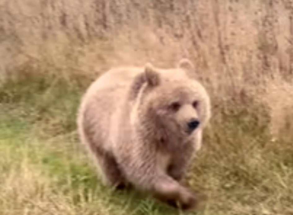 🐻🦮Продолжение истории Арбузика и Дыньки из Подмосковного приюта  животных оказавшихся...