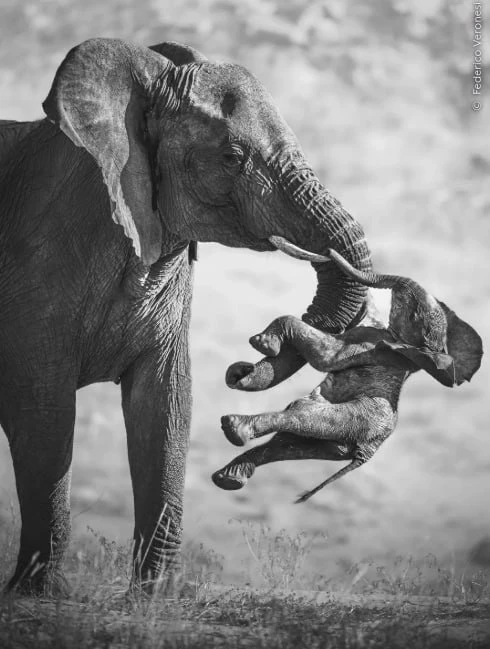 Победителем конкурса Wildlife Photographer of the Year 2026 стал итальянский фотограф Ф...