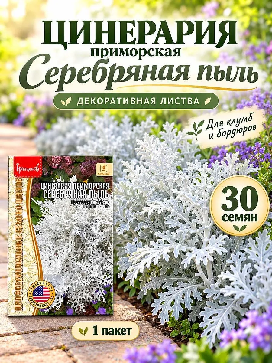 🔥 Семена цинерарии серебристой в сад и на балкон