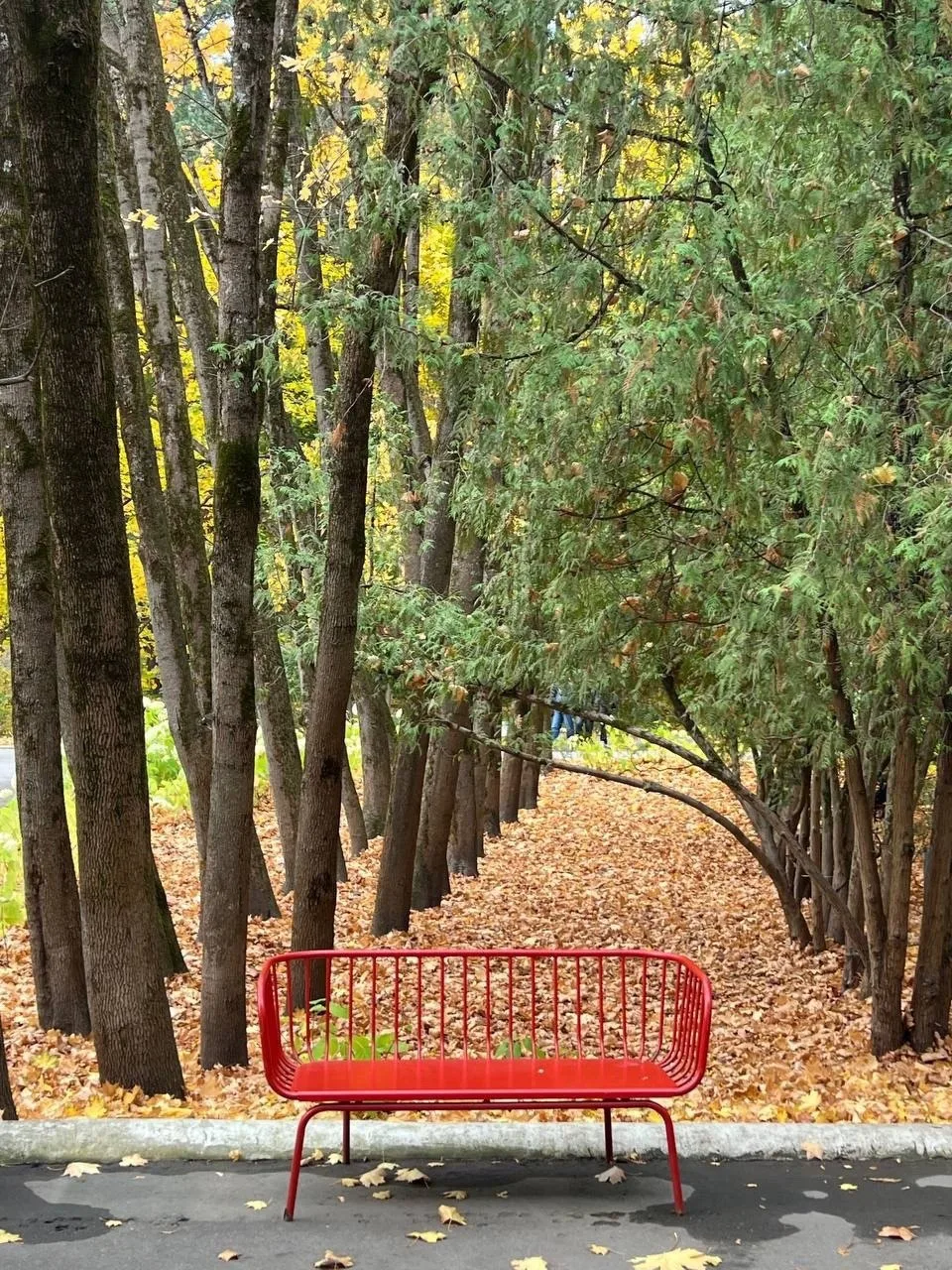 🍁 Прогуляемся по осеннему Переделкино