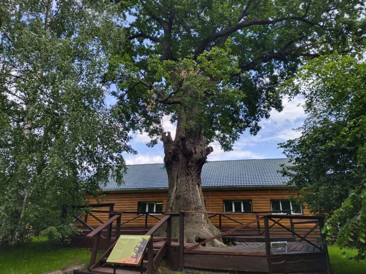 🍂Самый старый дуб Воронежского заповедника