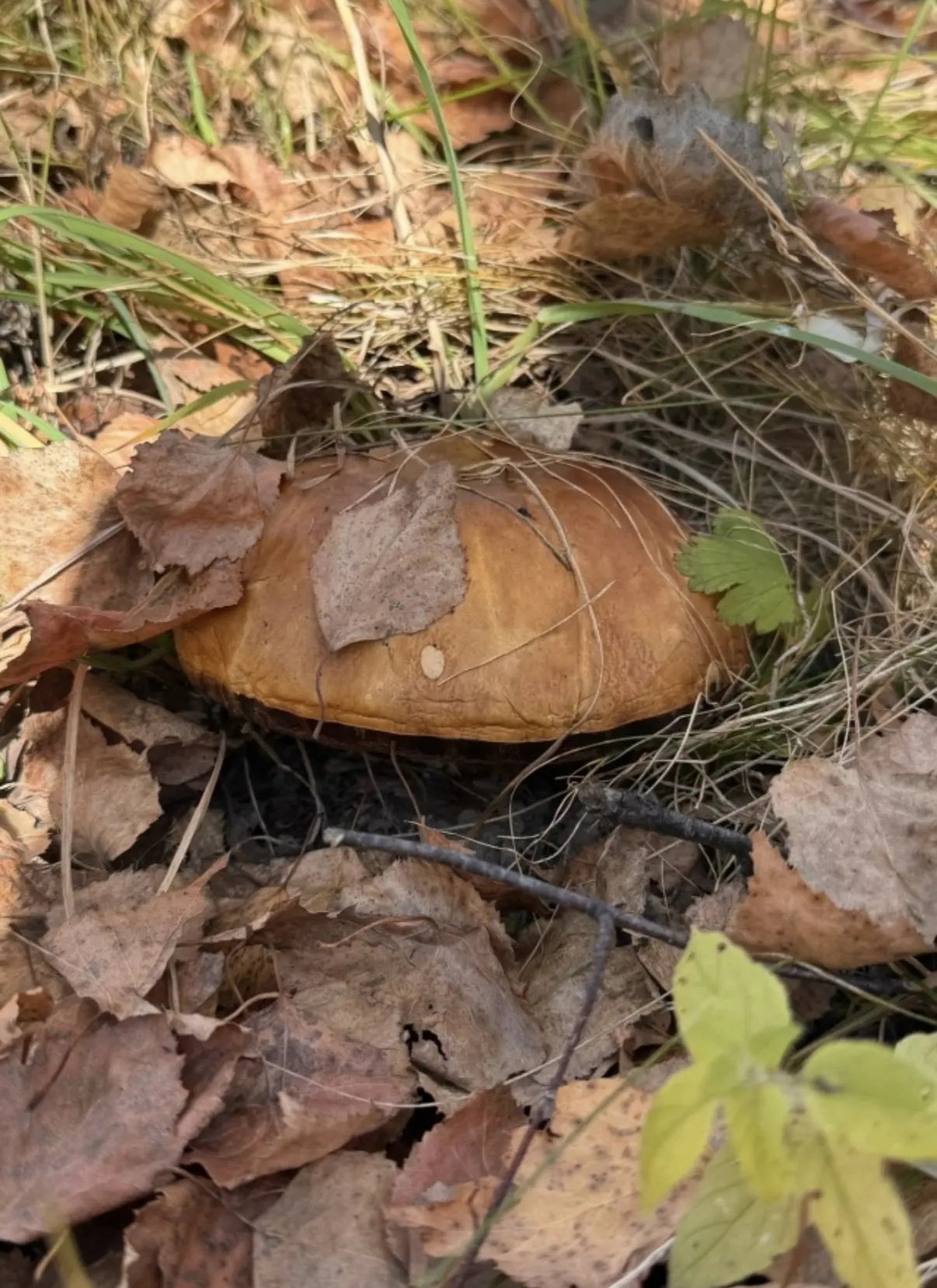 🍄‍🟫 «Тихая охота» в Моргаушском районе