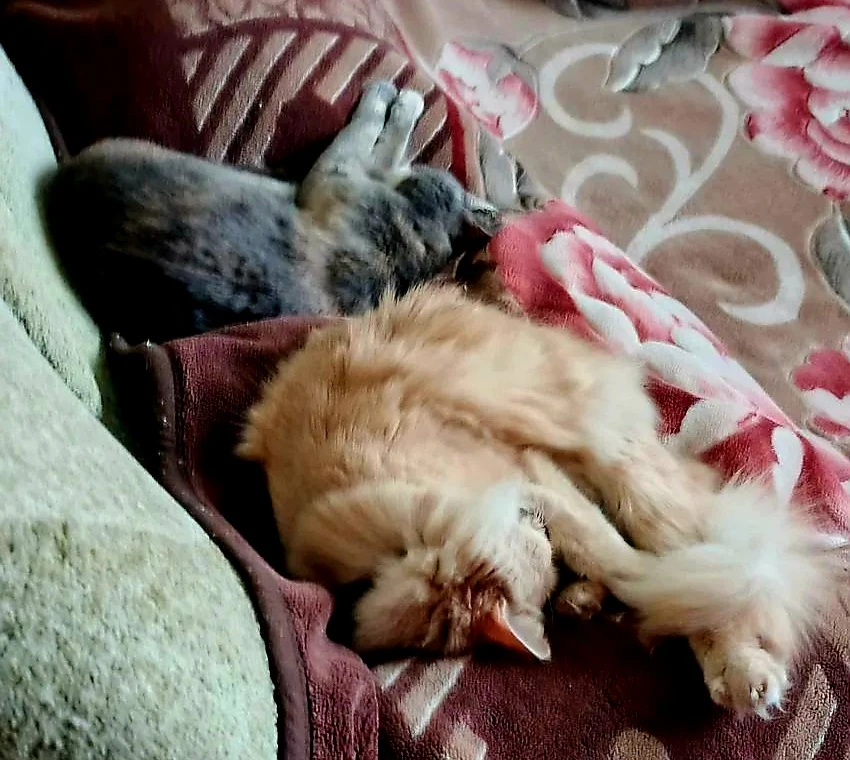 Привет из дома от нашей выпускницы Брэнды и её рыжего кототоварища 😊