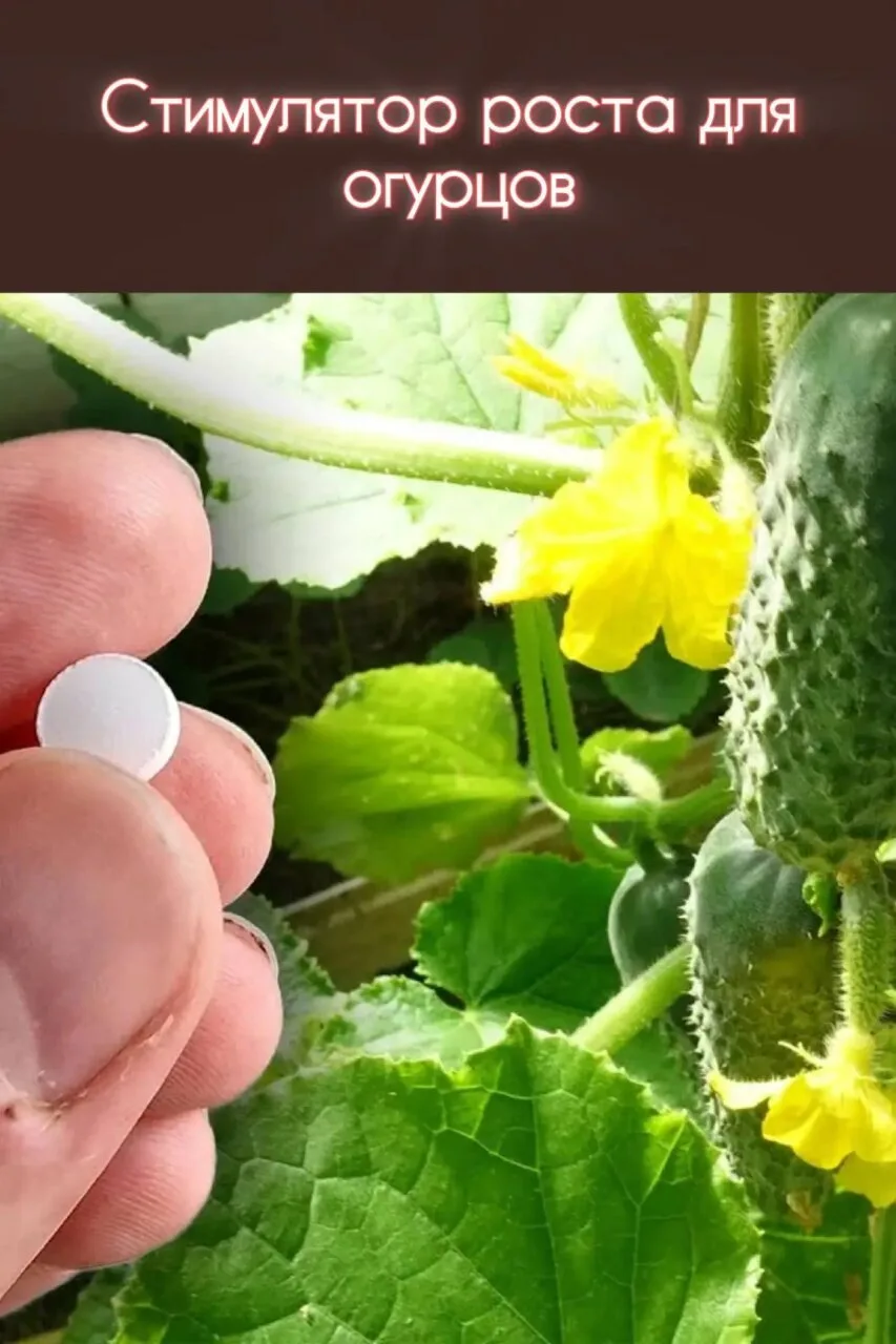 ОДНА ТАБЛЕТКА — И ОГУРЦЫ ПОЙДУТ В РОСТ ТАК, ЧТО НЕ УЗНАЕТЕ ГРЯДКУ! 🌱 💊