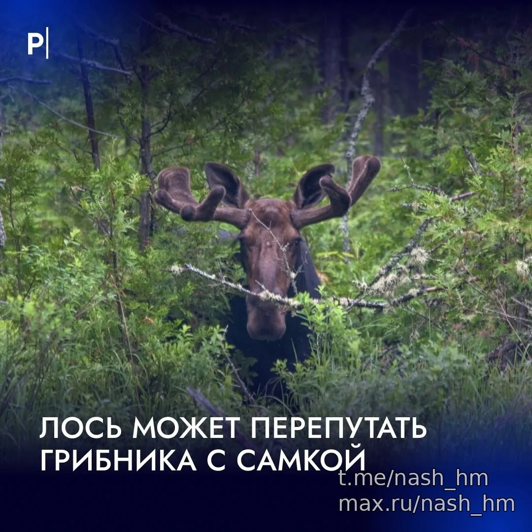 🚨 Лось может спутать грибника с невестой