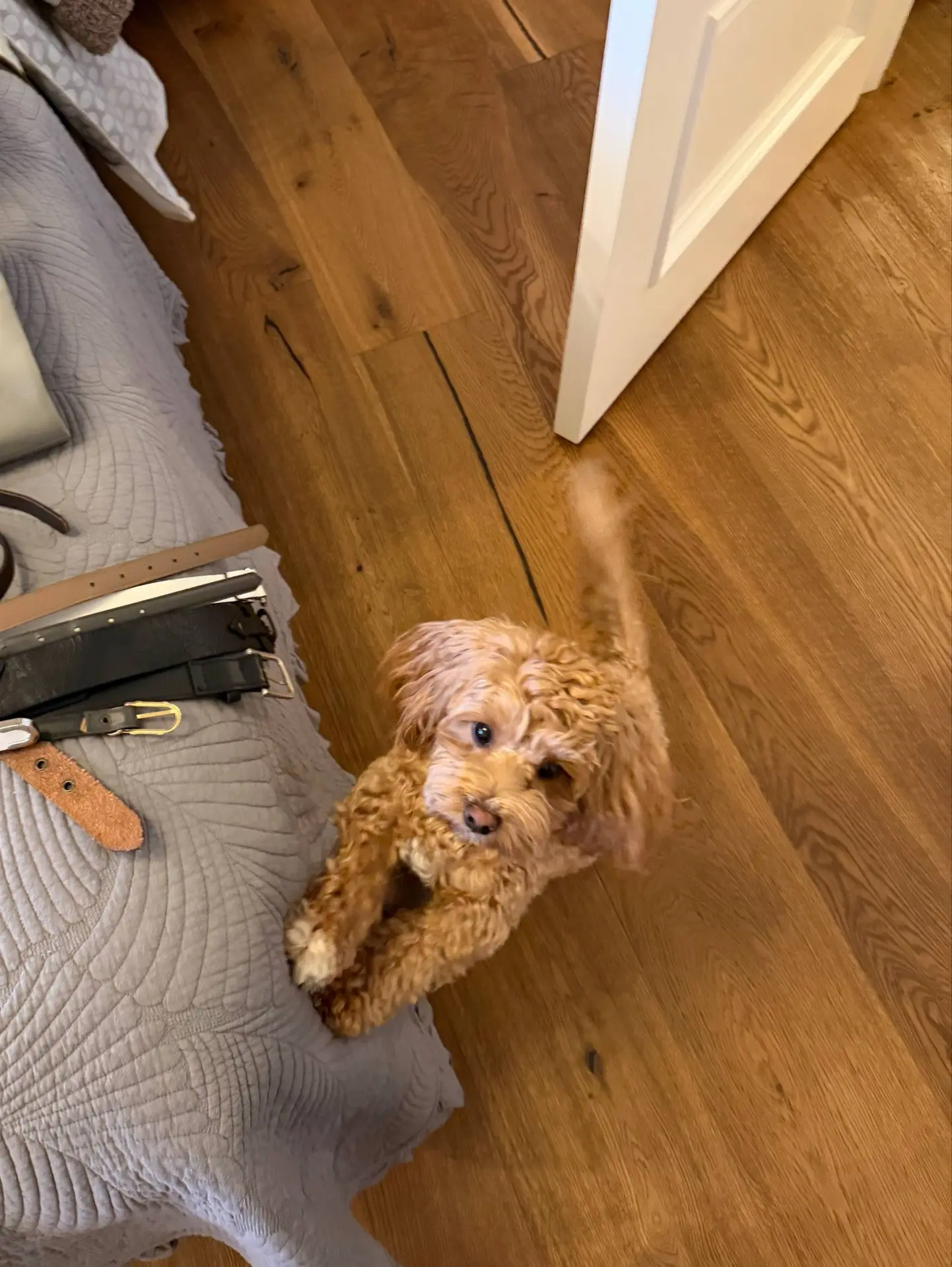 Вчера на разборе гардероба работала с милым кудрявым помощником 🐶