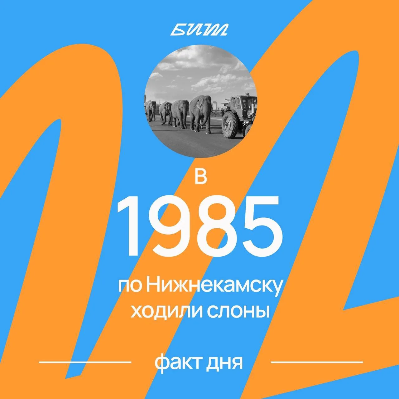 В мае 1985 года в Нижнекамске в течение восьми дней гастролировал цирк «Буш» из Румынск...