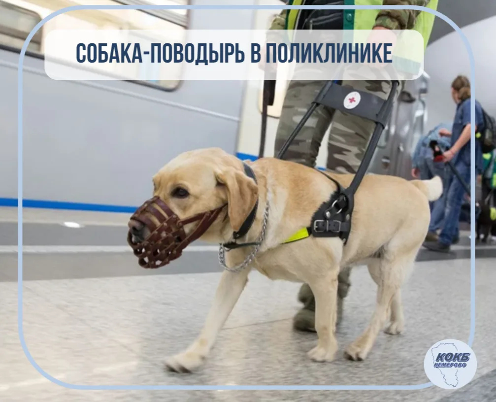 ❗Собака-проводник в поликлинике:что нужно знать.