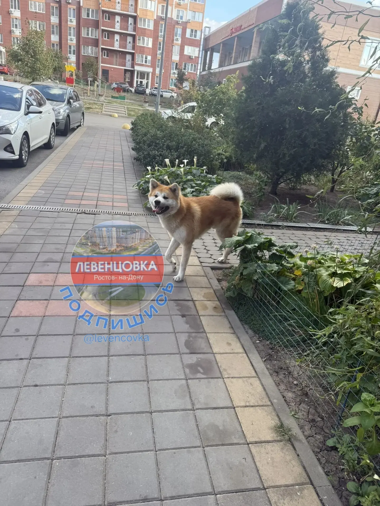 Чья потеряшка ? Ткачева, 32/50