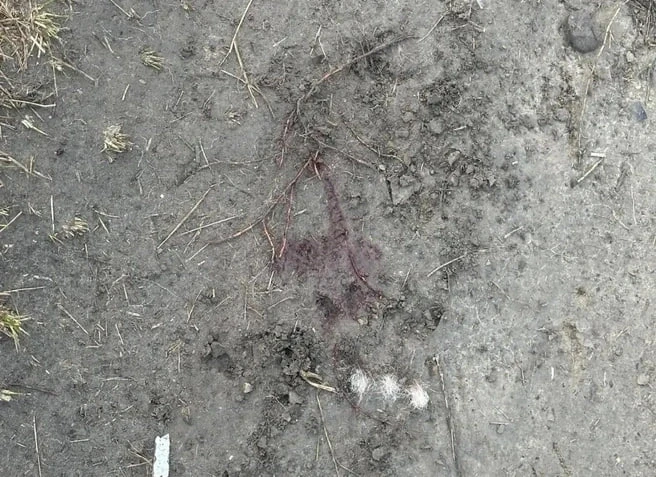 Медведь пришел в село