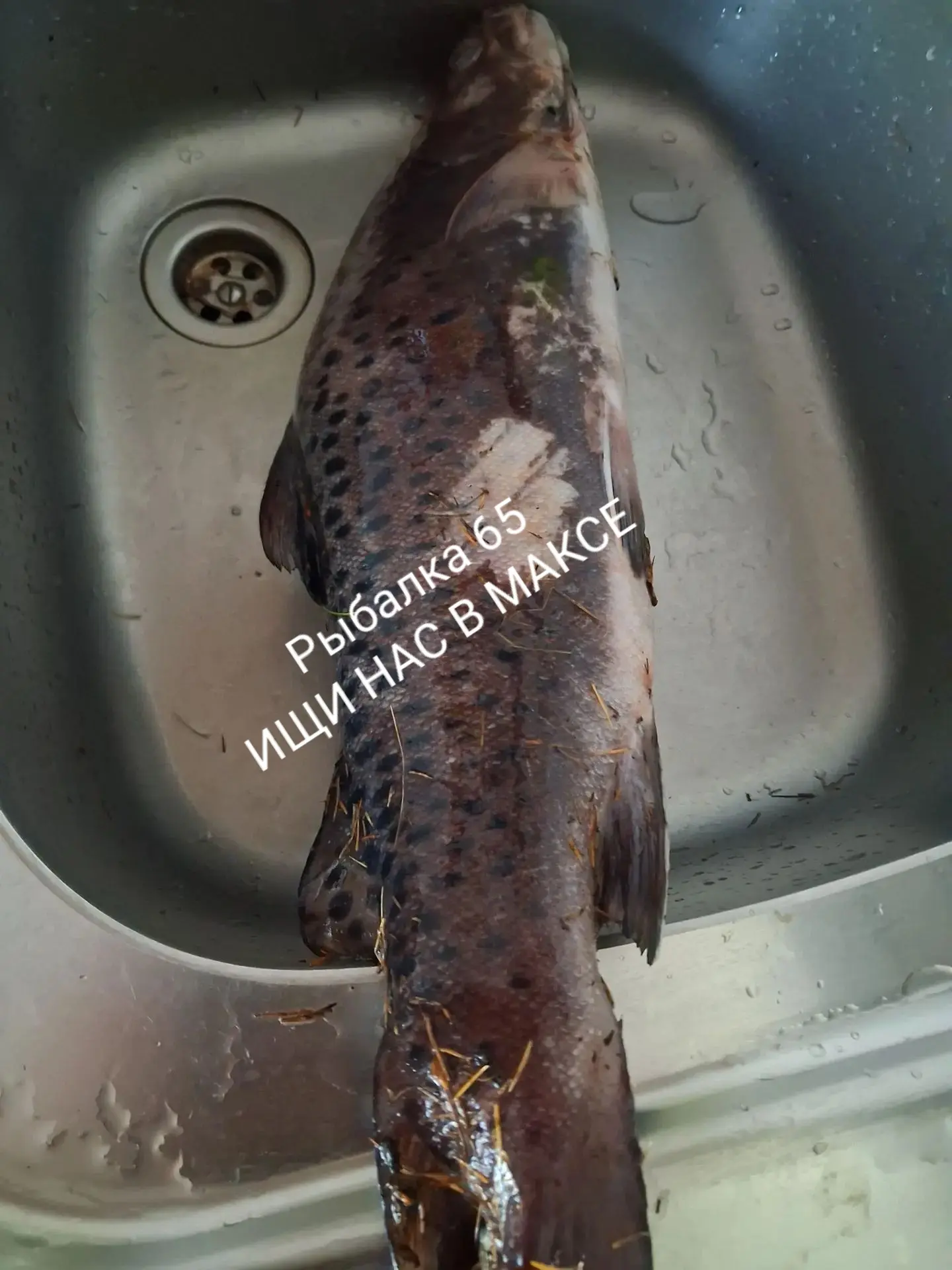 р. Лангры
