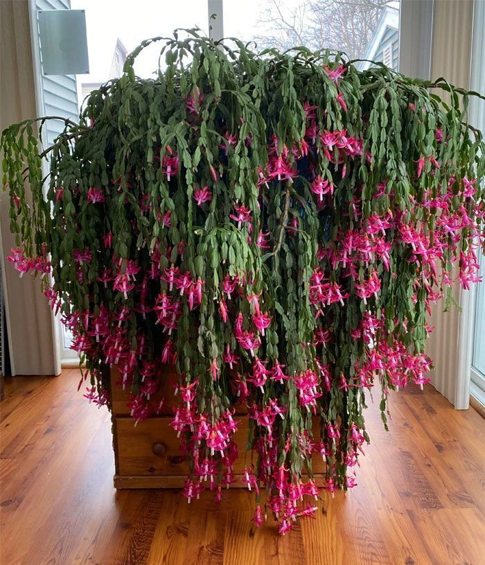 🌸 Декабрист (шлюмбергера) — кактус с цветочным характером 🌵