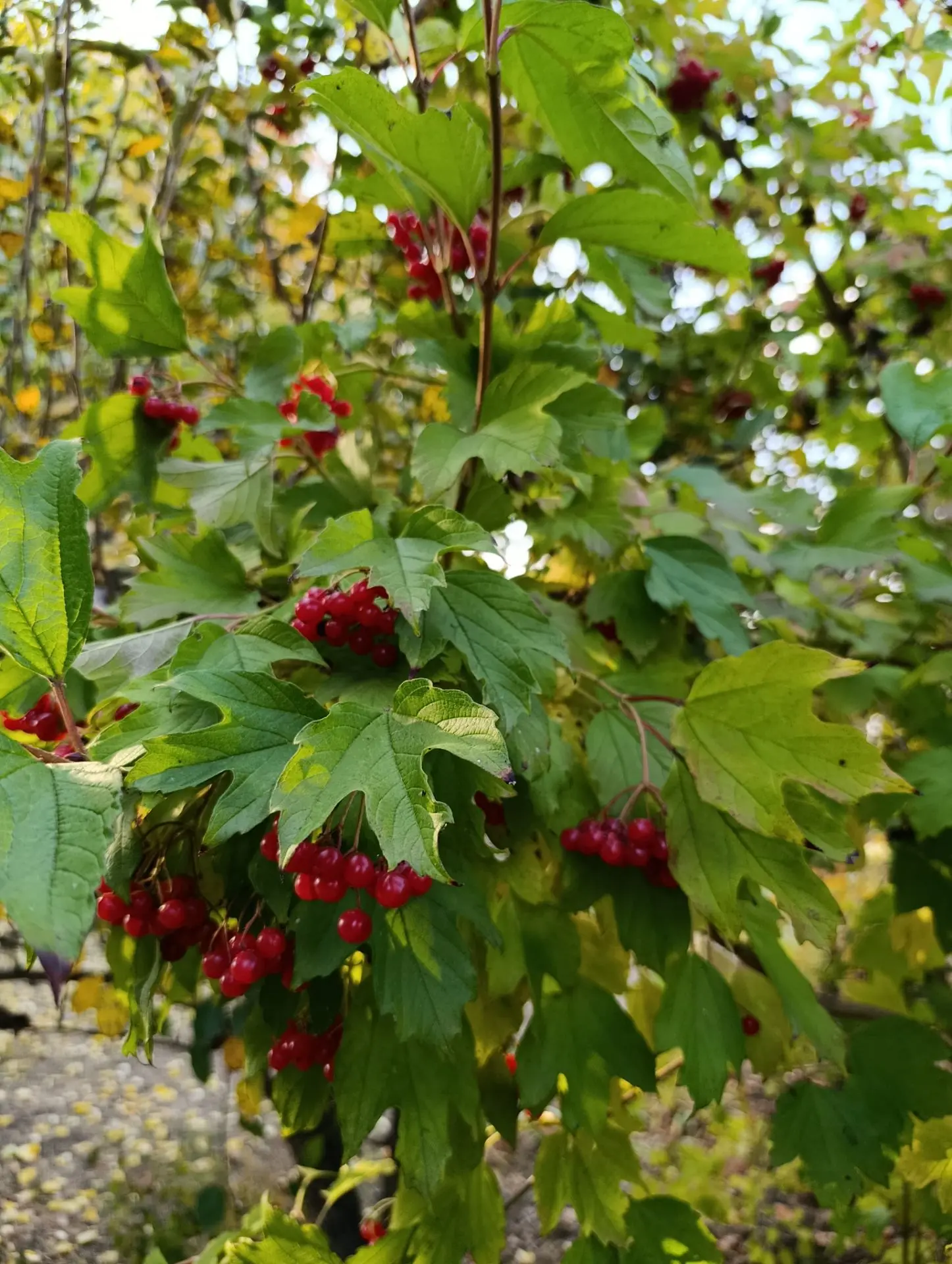 А ещё побывала на даче у Ирины Ивановны. ☺