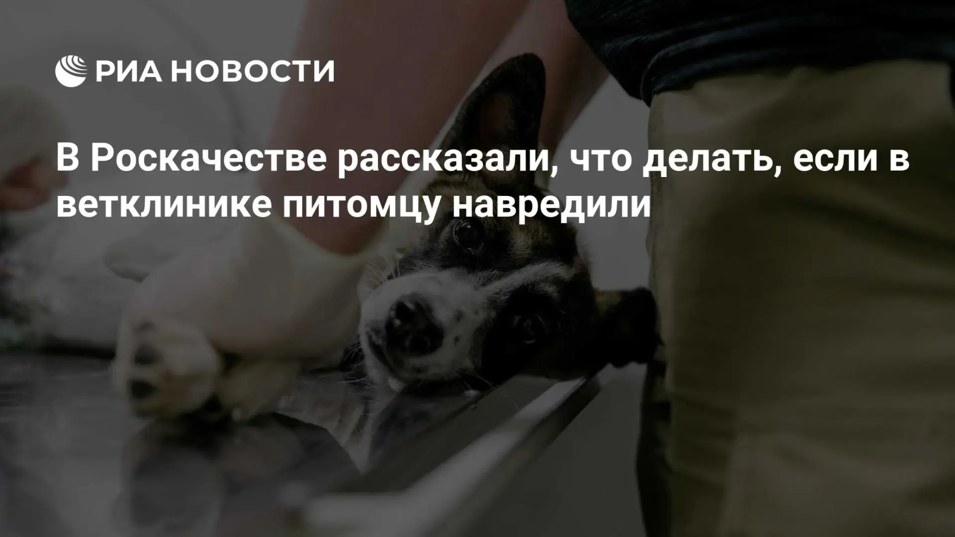 🌍 В Роскачестве рассказали, что делать, если в ветклинике питомцу навредили