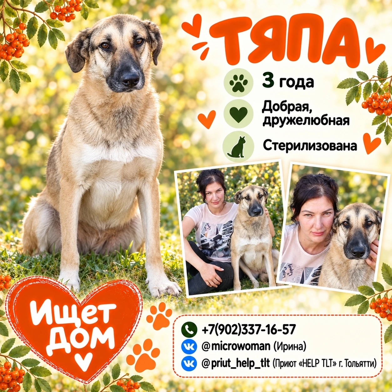 🐶 Друзья, у Тяпы такой внимательный взгляд, что хочется присесть рядом и поговорить с ...