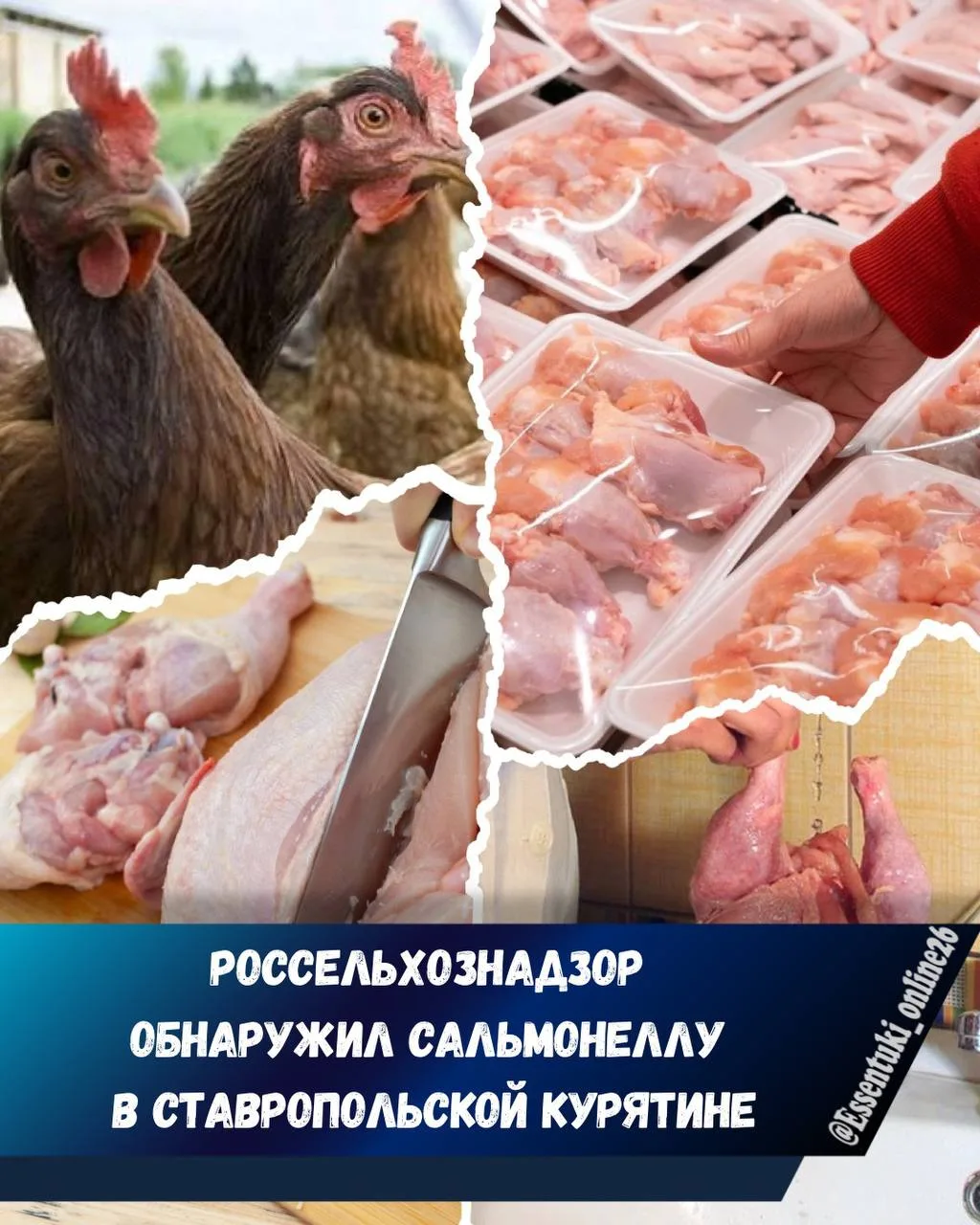 🐔В курятине ставропольского птицекомбината обнаружили сальмонеллу.