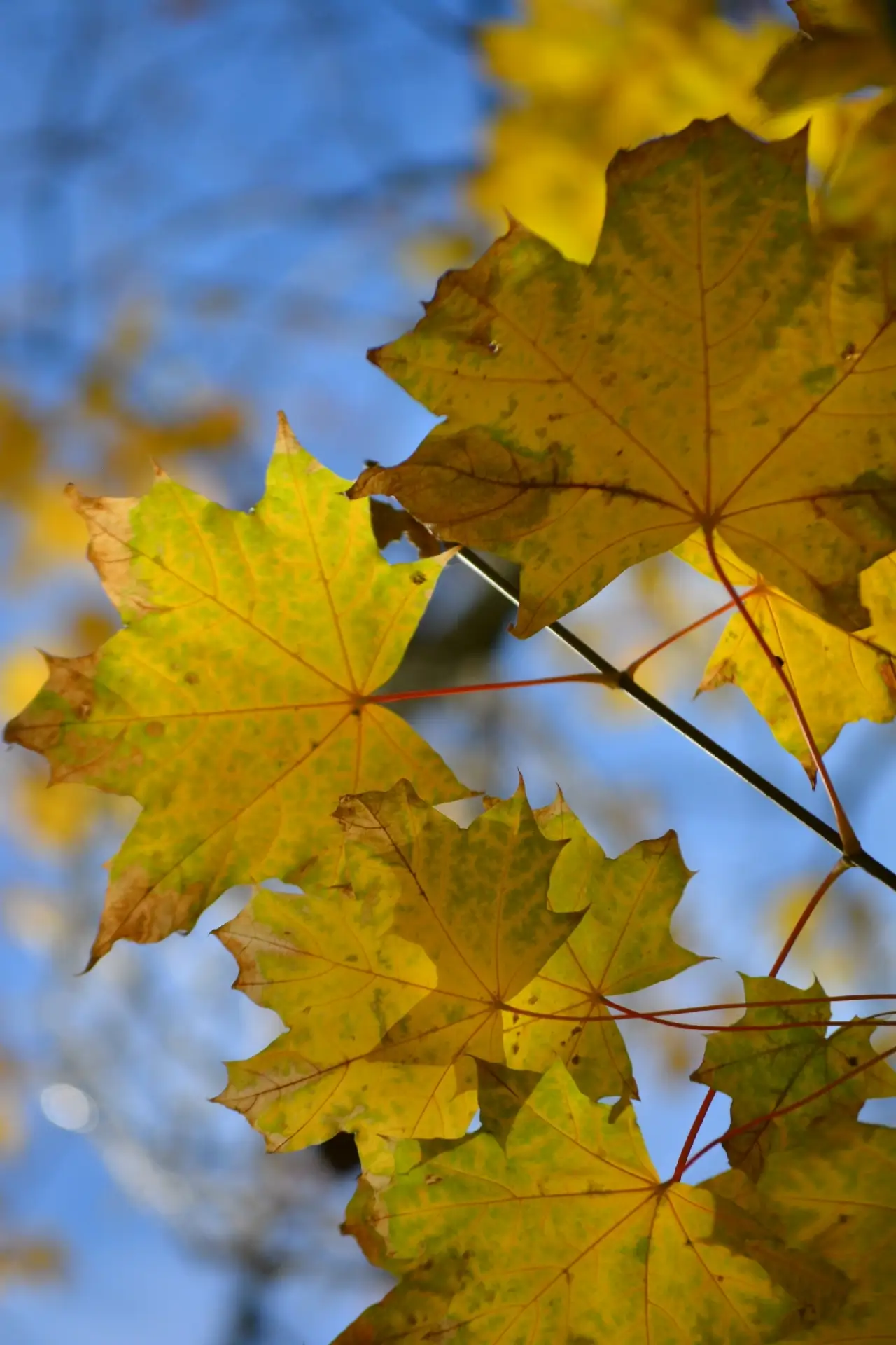 Тихая магия осени. 🍁