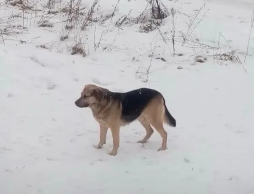 🐾 ПРОПАЛ ПЁС! 🐾