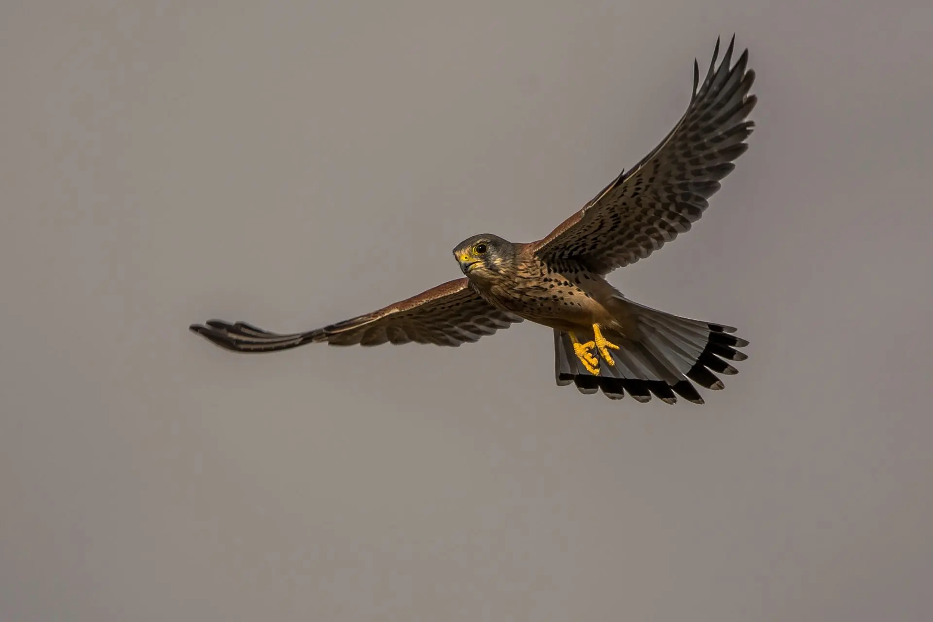 Обыкнове́нная пустельга́, Суджукская коса Прилагунье. 🦅