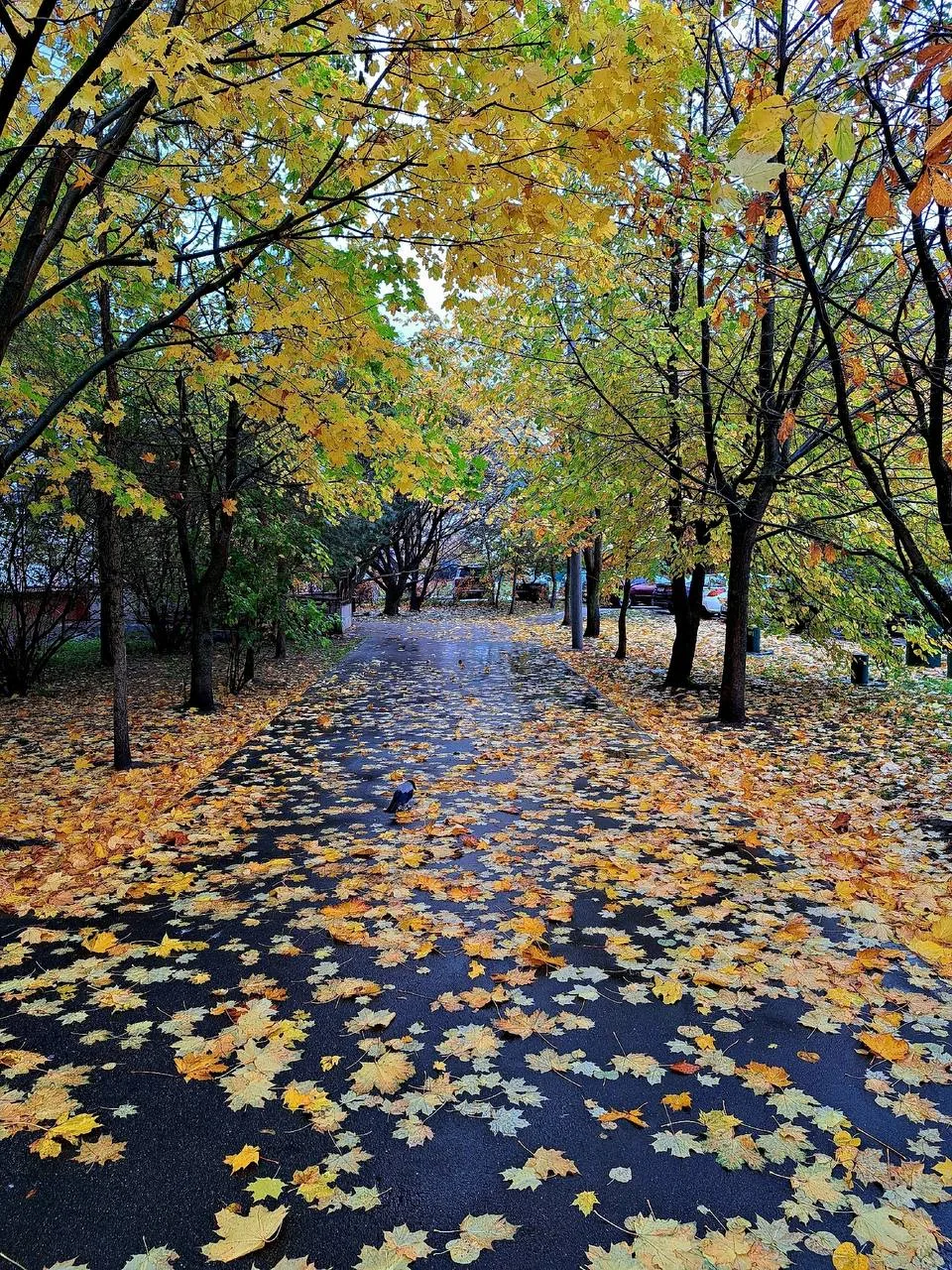Сегодня осень в жёлтом! 🍂 🍁🌼
