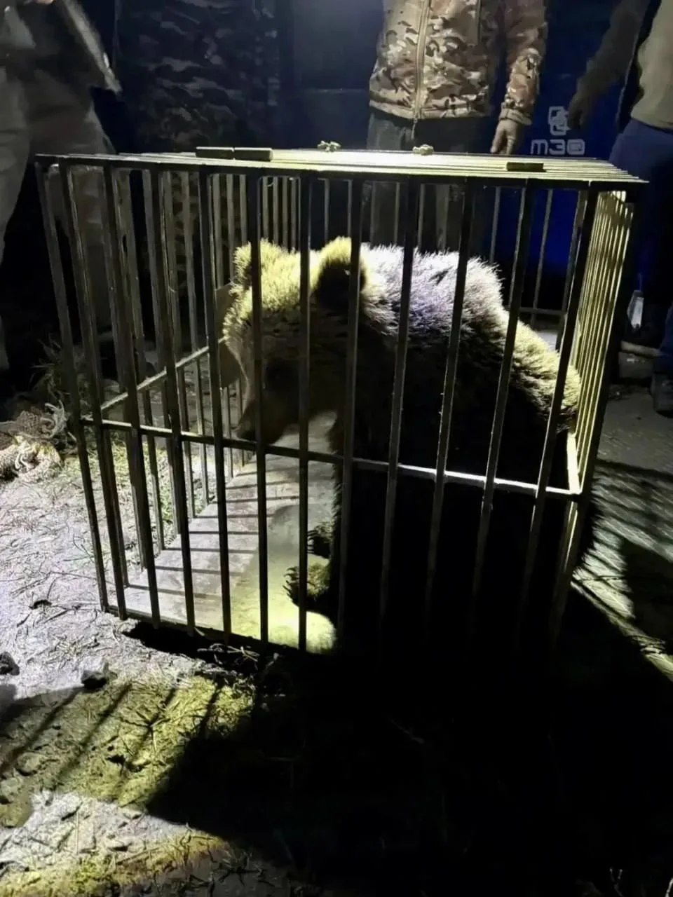 Медвежонка из Лесозаводского хотят вернуть в лес