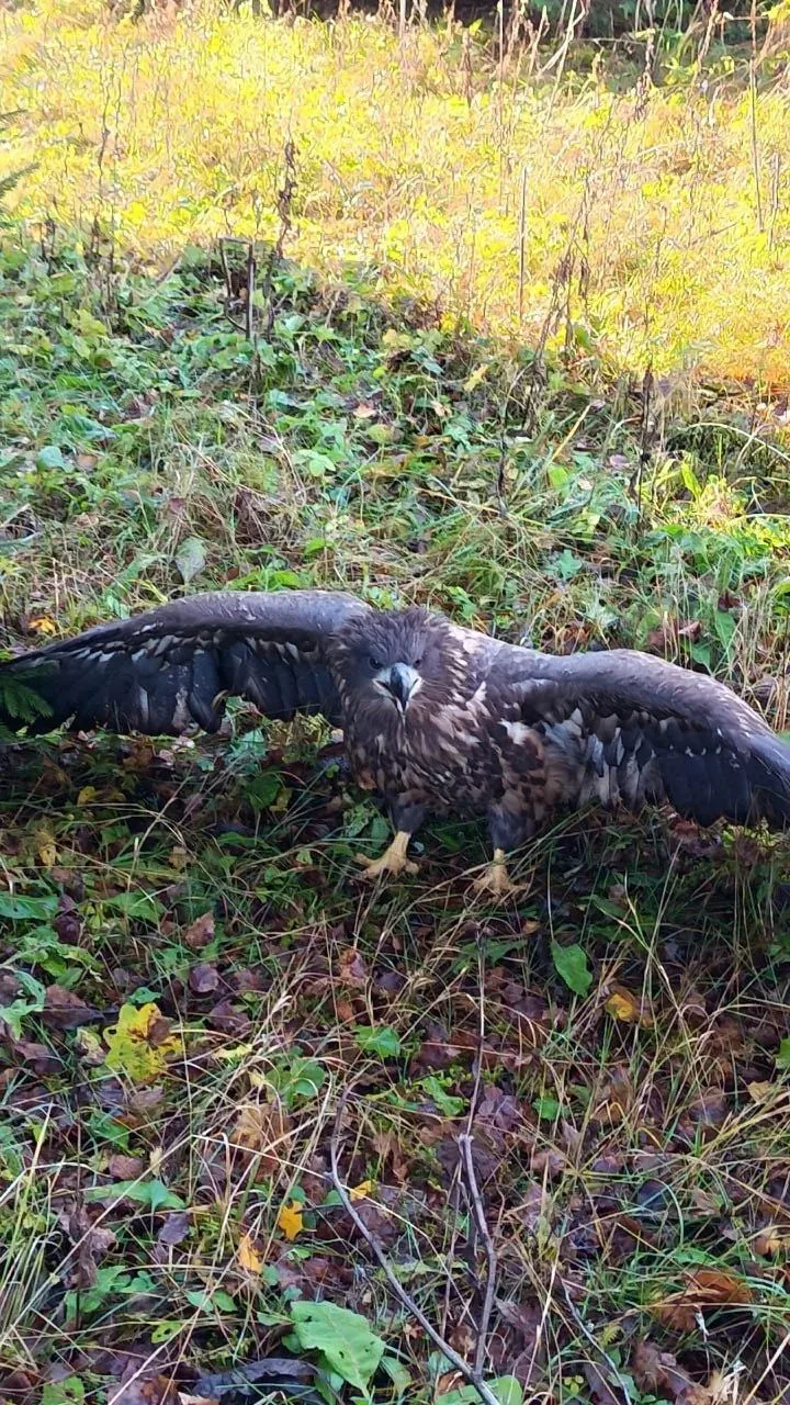 🦅В Прекамье заметили пернатого хищников с размахом крыльев до 2,5 метра
