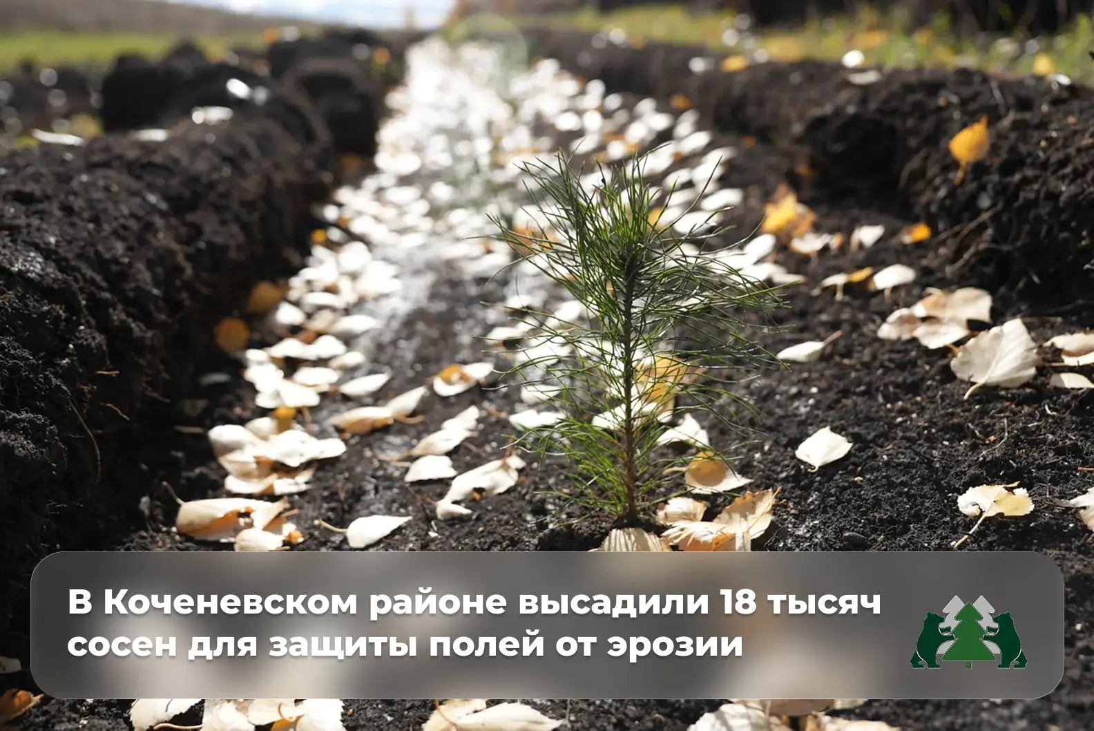 🌱 13 октября в Коченевском районе Новосибирской области у села Поваренка волонтёры выс...