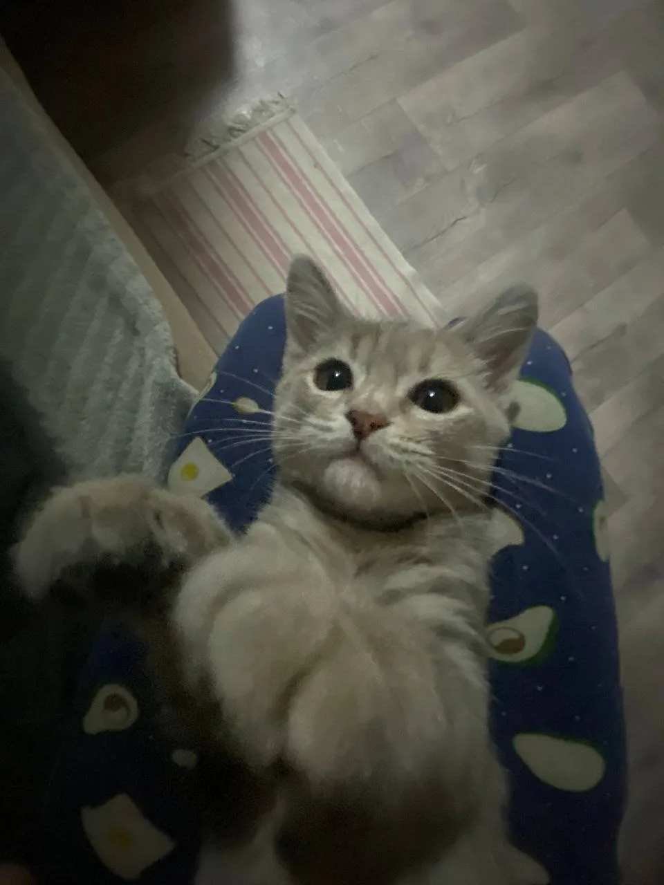 Пропал котенок!