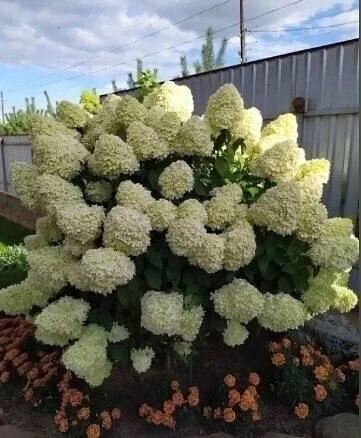 💐Подкормка для шикарного цветения гортензий. Дачникам на заметку
