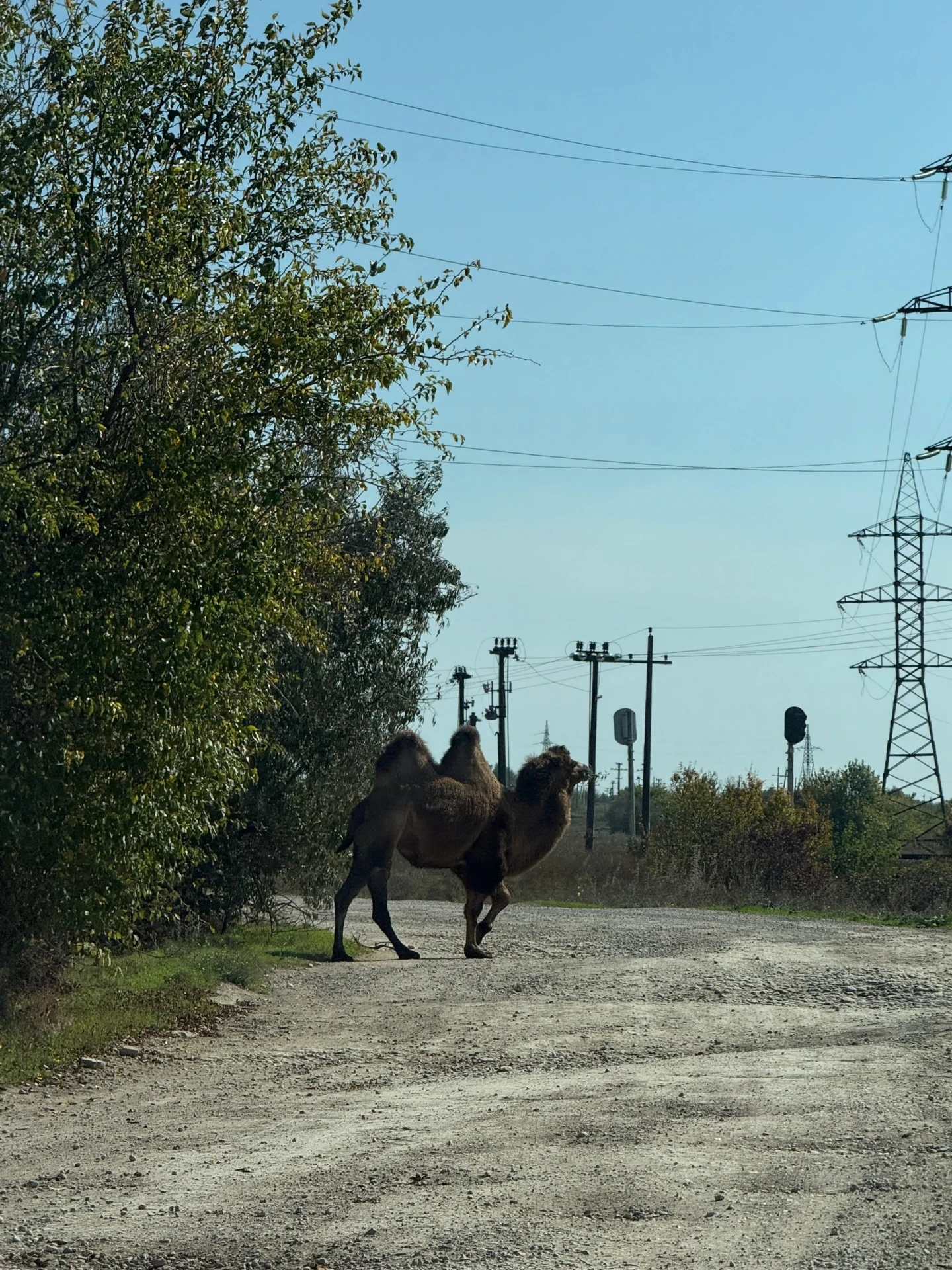 🐫 В Керчи по дороге гуляет верблюд
