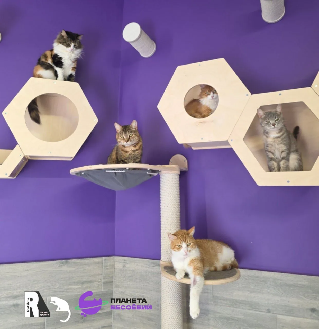 🐾 На Руси сентябрь раньше назывался Хмурень