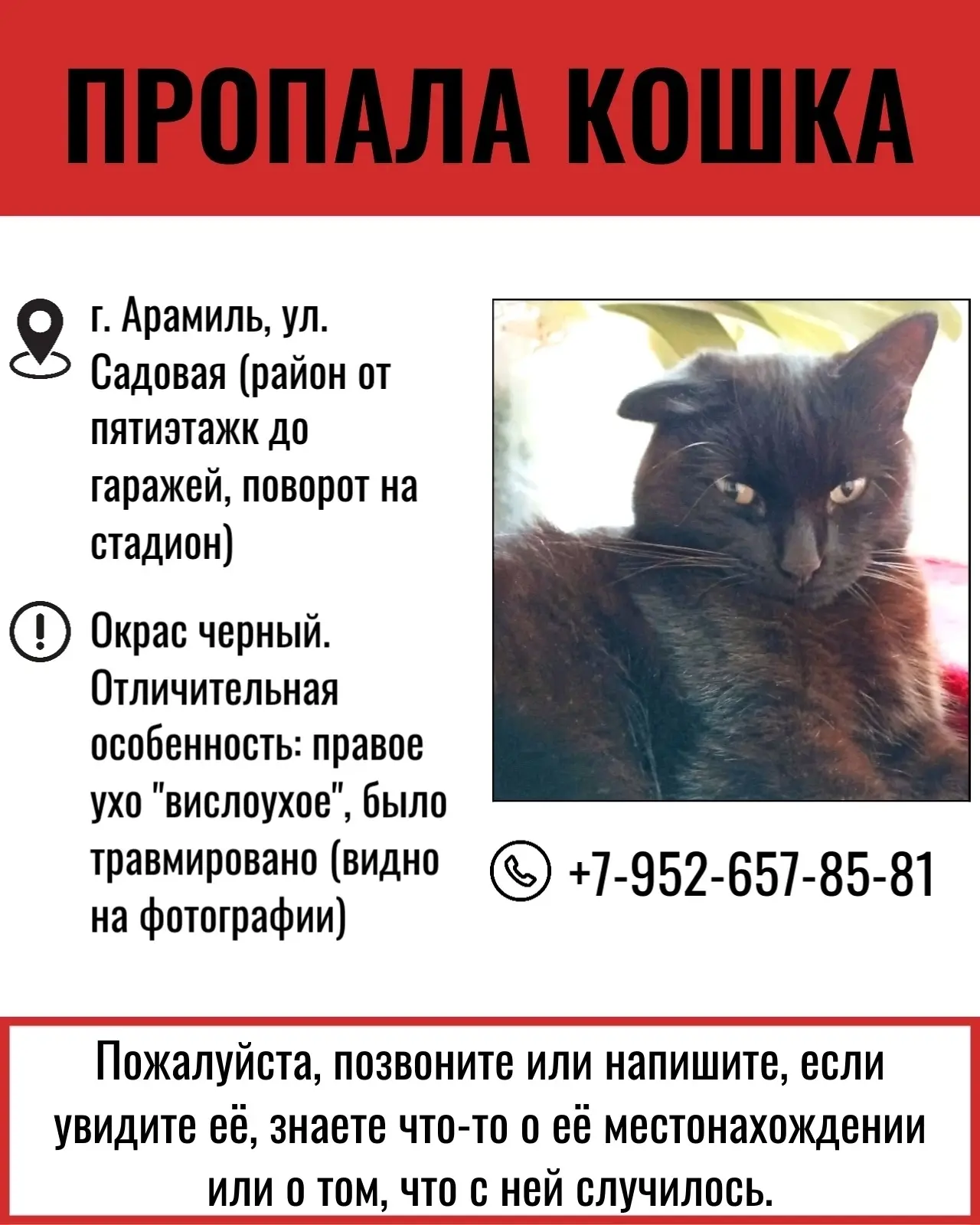 Потерялась черная кошка (г. Арамиль, ул. Садовая, Свердловская область )
