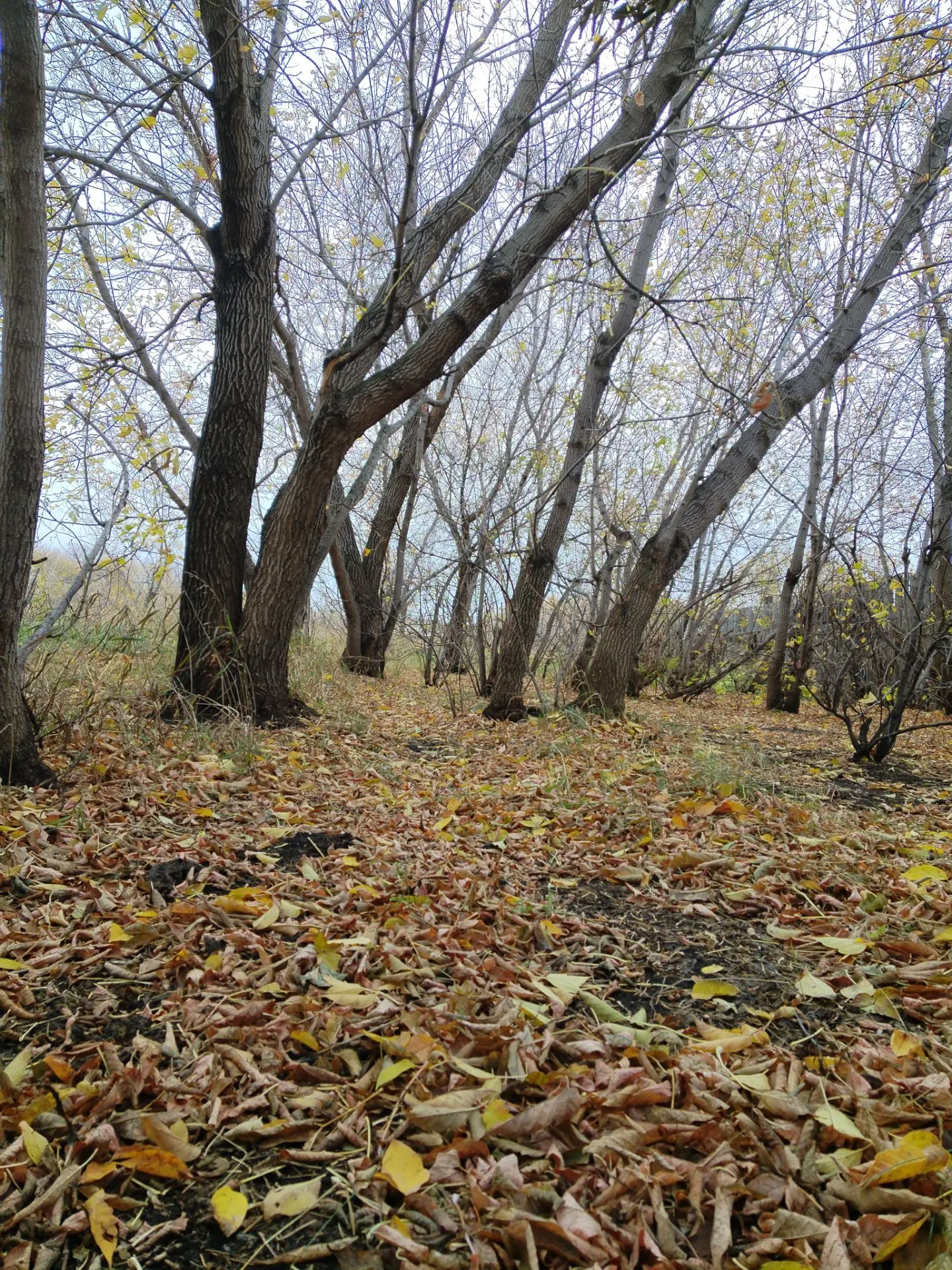 Осенний 🍂🍂🍂 пейзаж