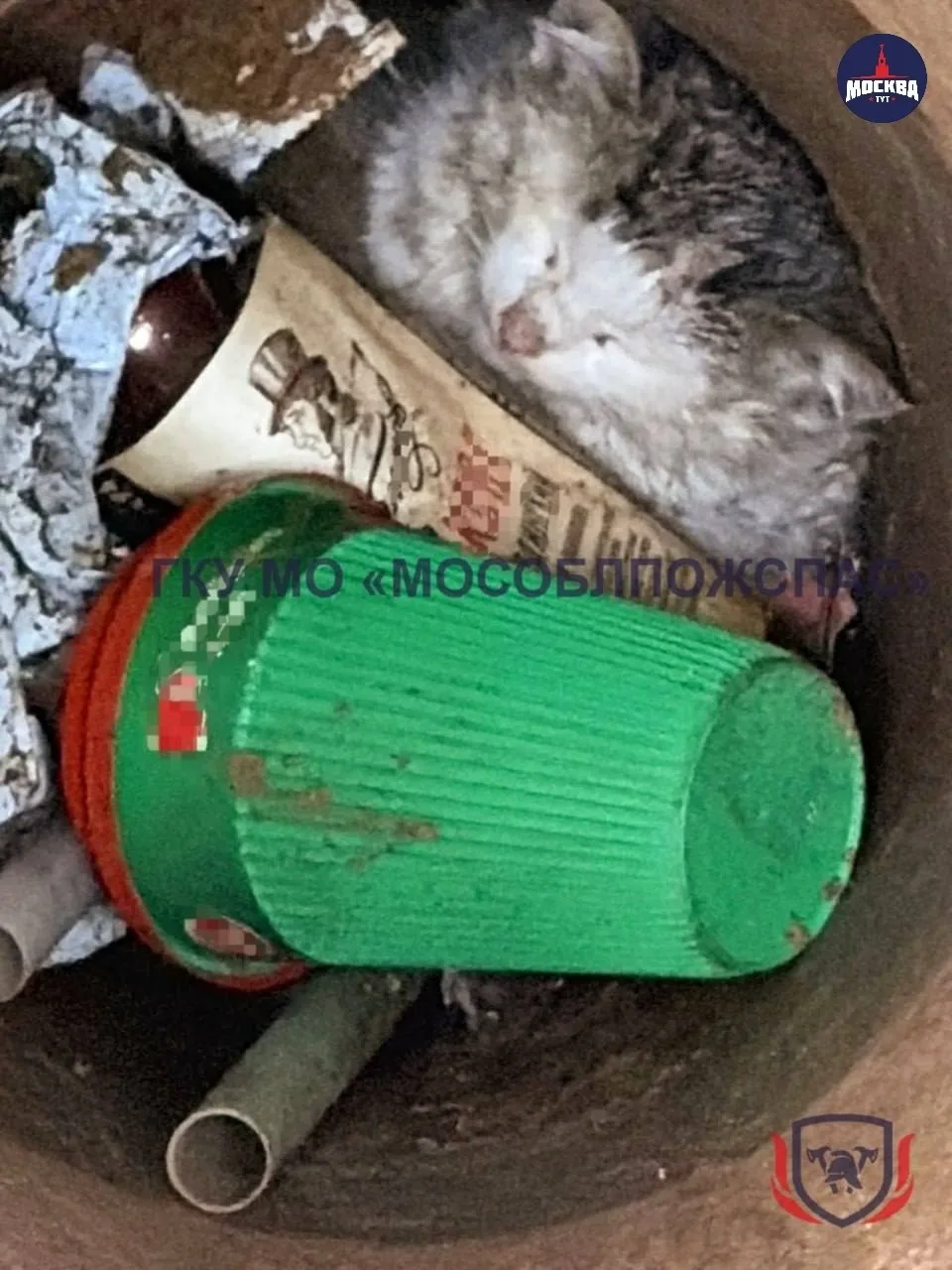 🐱 Спасатели вытащили котенка из трехметровой трубы