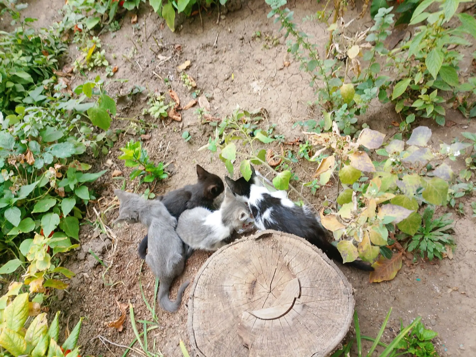 Подкинули 5 котят. Помогите найти дом! Пожалуйста помогите! Одному малышу нужна передер...