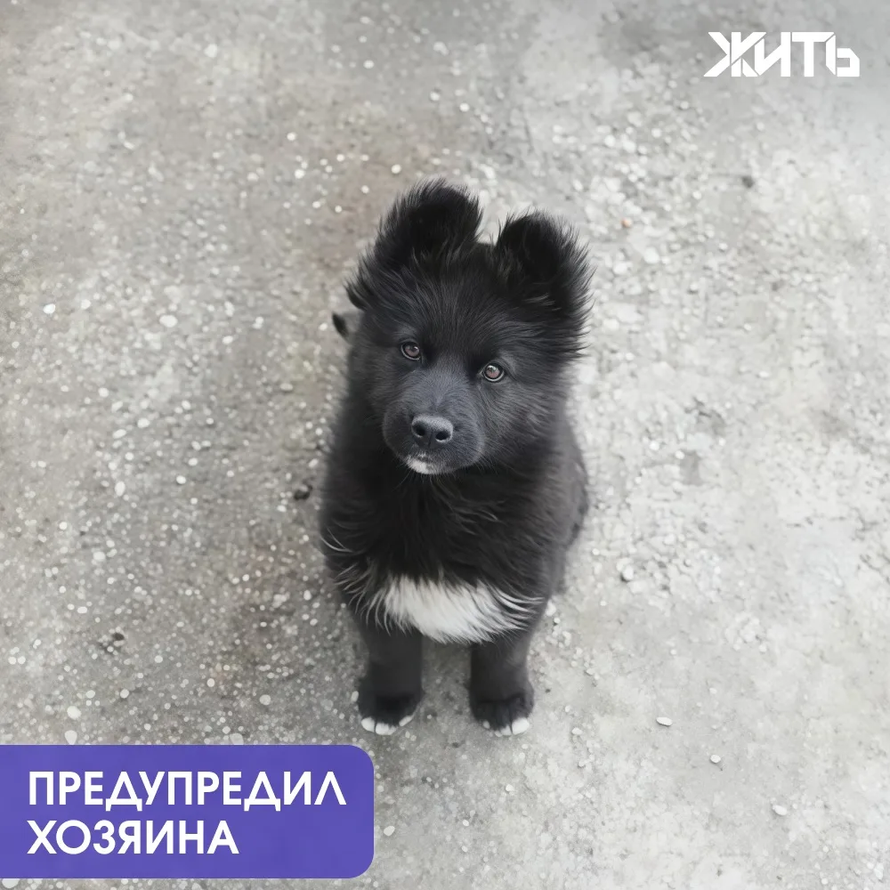 Щенок спас рыбака от медведицы в Приморье — без него встреча с хищницей могла закончить...