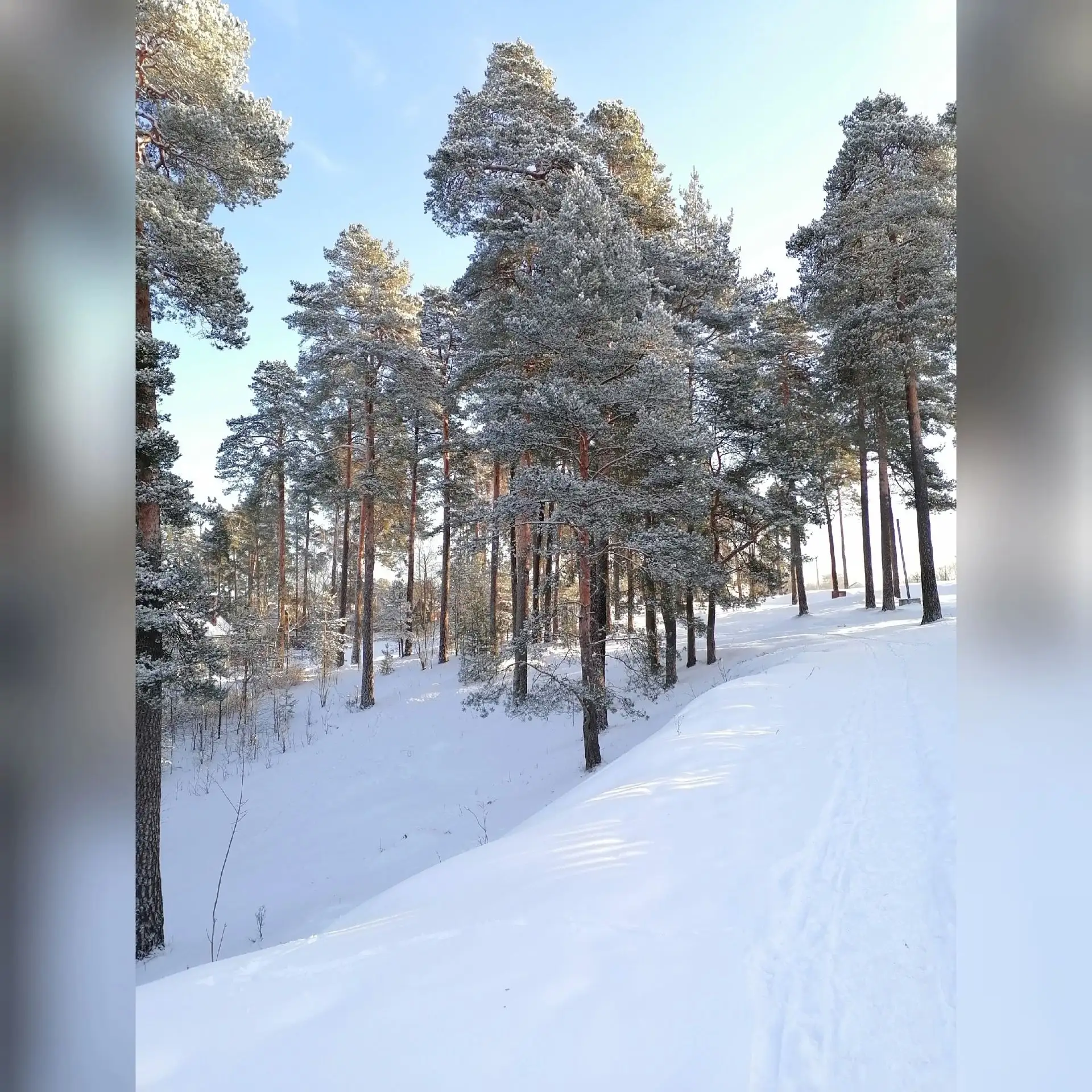 Морозный день, зима, в серебро одетая земля. 🩵❄️