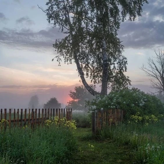 Кружевеет, розовеет утром лес.