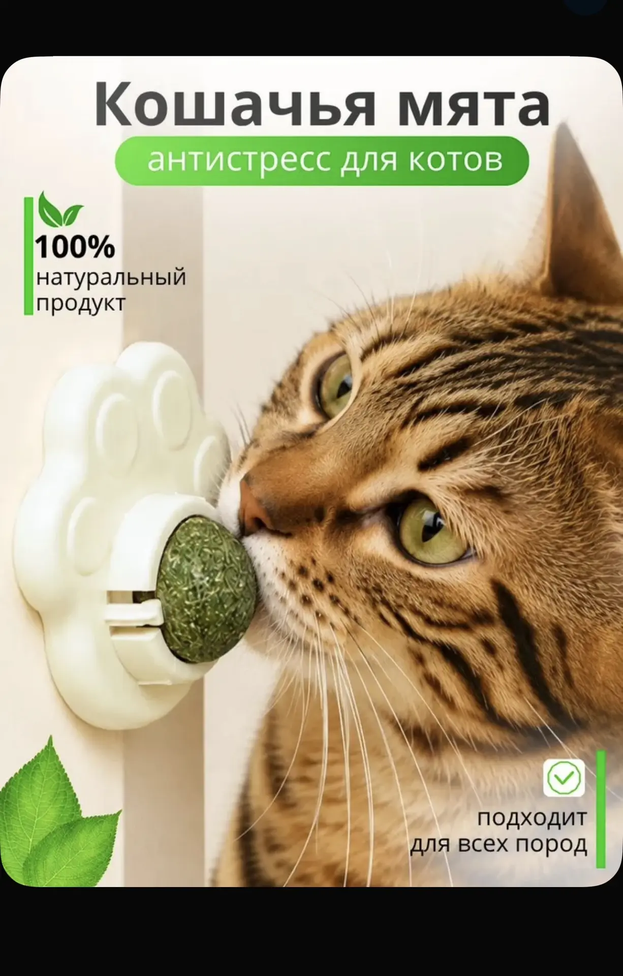 Кошачья мята, антистресс, лакомство для кота