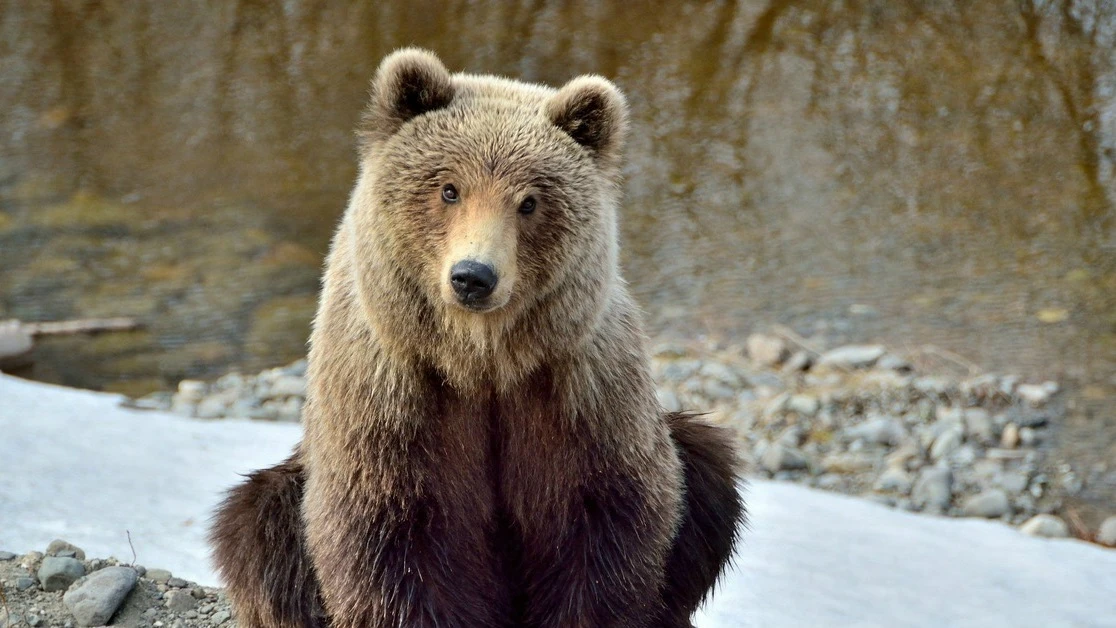 🐻 Медведь-разбойник: разорил пасеку под Миассом