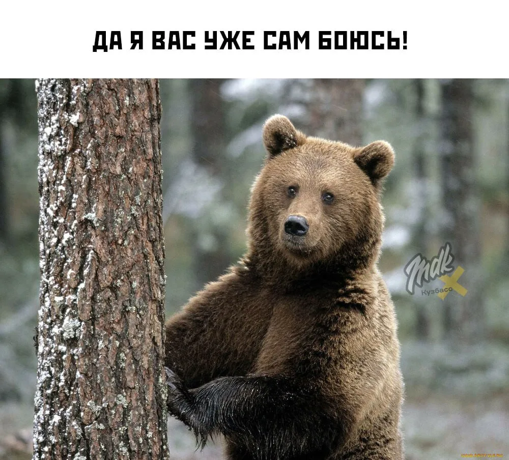 Кузбасские медведи продолжают массово отлетать за прогулки к людям