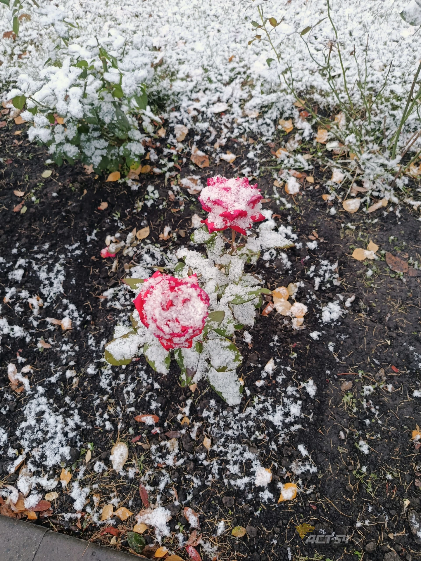 ❄️📸 Новосибирцы сделали красивые снимки утреннего снегопада на улицах города