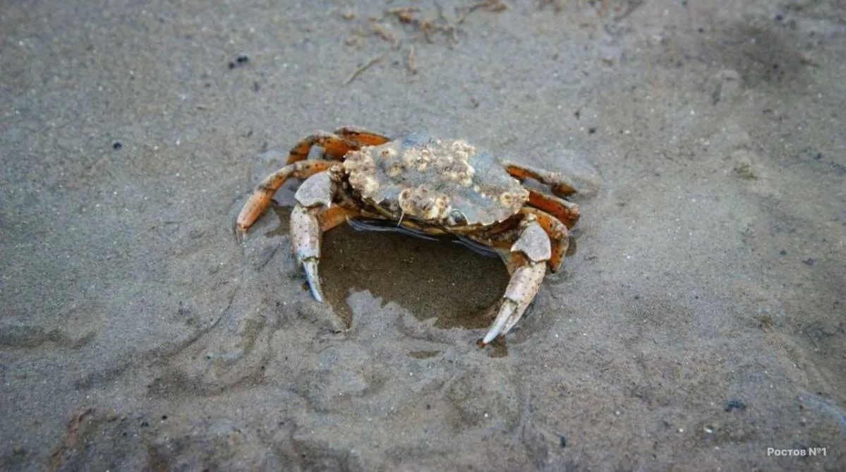 🦀 Американский грязевой краб массово размножается в Азовском море