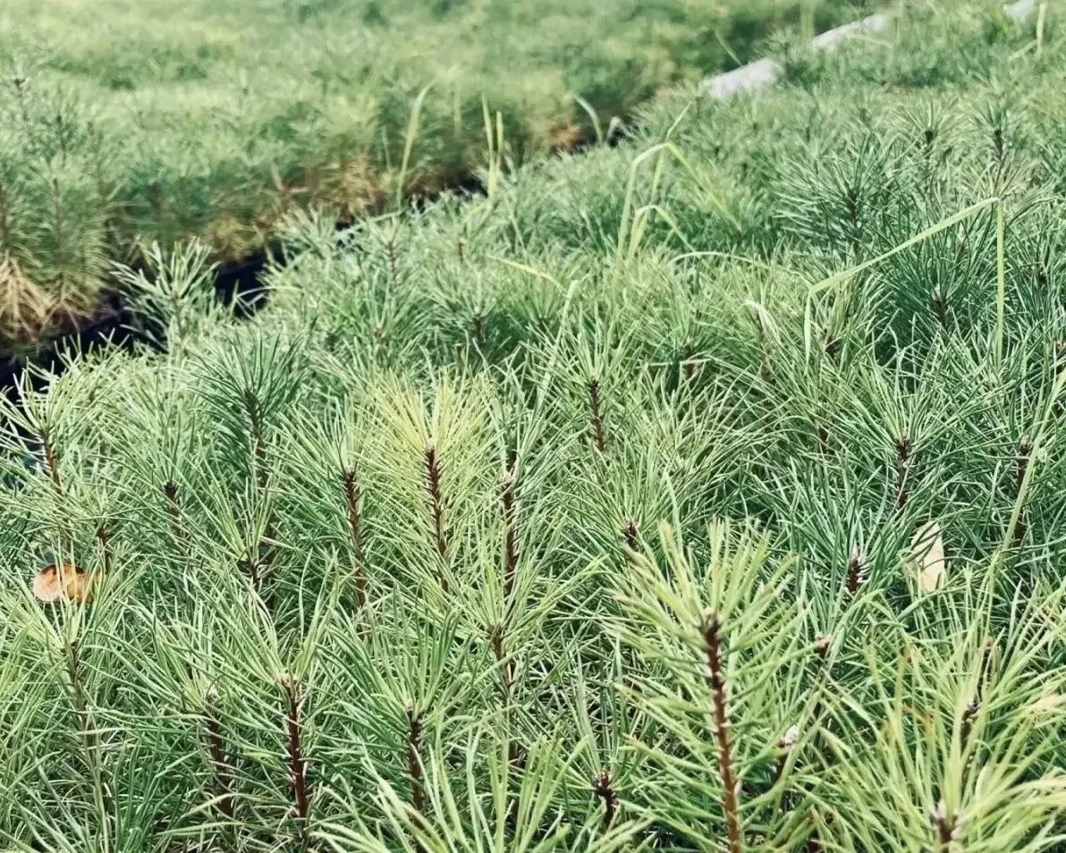 🌱✅ В Вельском питомнике Единого лесопожарного центра за сезон 2026 года выращено более...