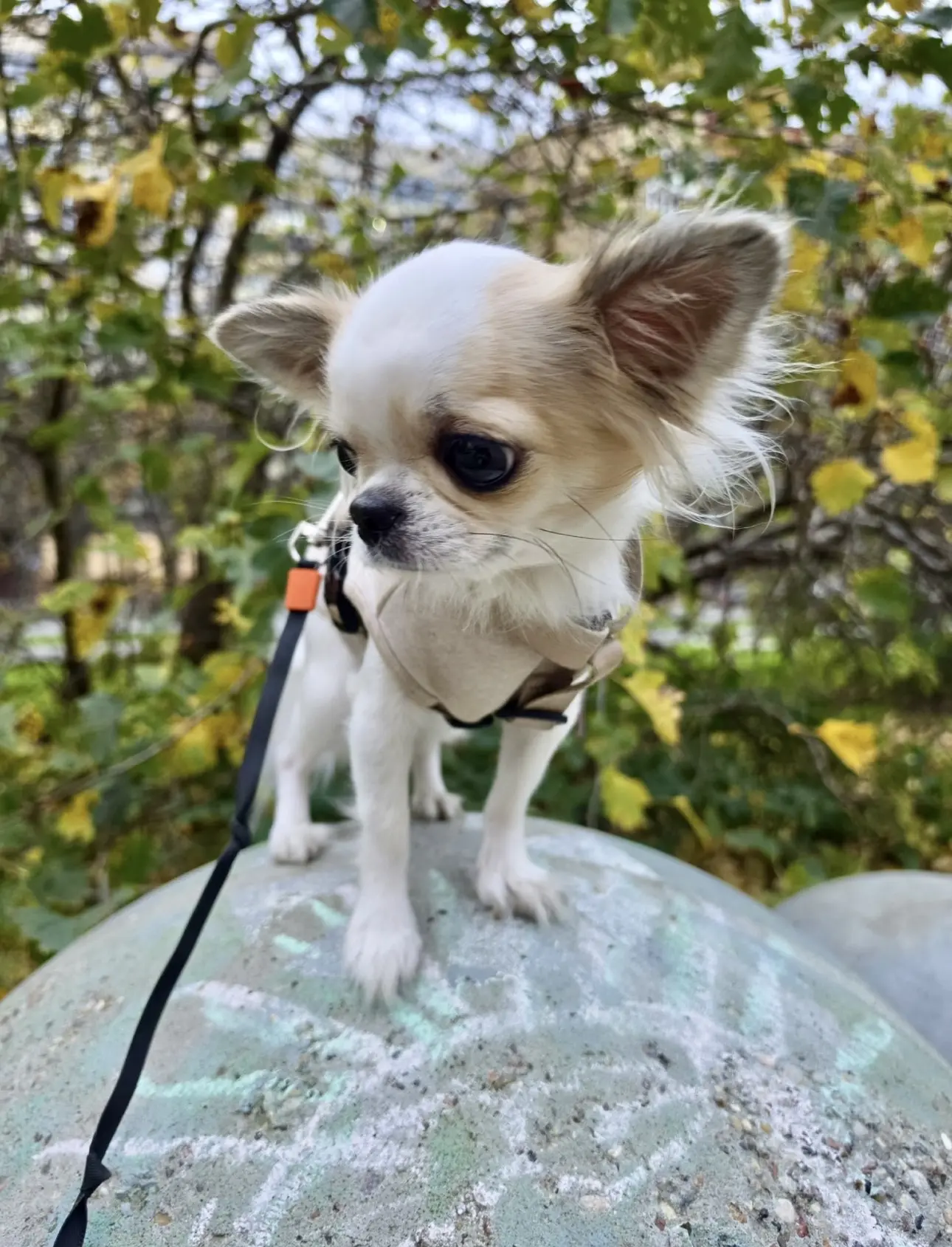 🐾🍂👌🏻