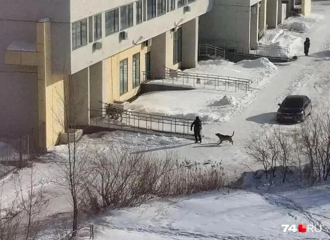 За бродячих собак, искусавших пятерых детей, заплатит мэрия Челябинска