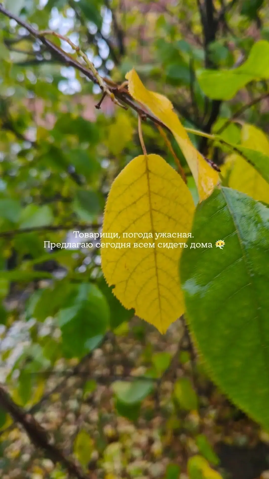Утро доброе, дождливое всем 🍁🍂
