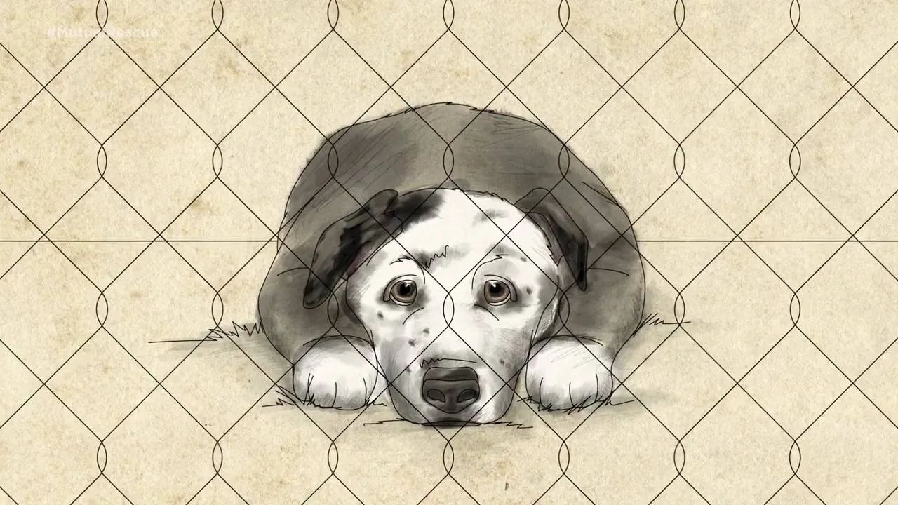 🐕 В Пермском крае планируют построить пять приютов для бездомных собак, рассчитанных н...